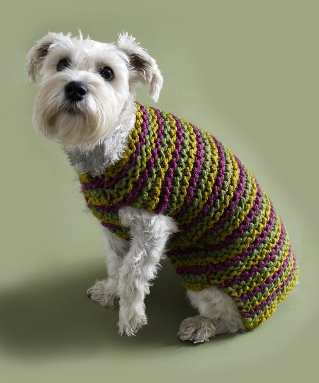 Вязаные спицами собака. Свитер для собак. Вязаная одежда для собак. Вязаный свитер для собаки. Вязаная одежда для собачек.